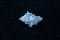 藏品(骨螺)的圖片